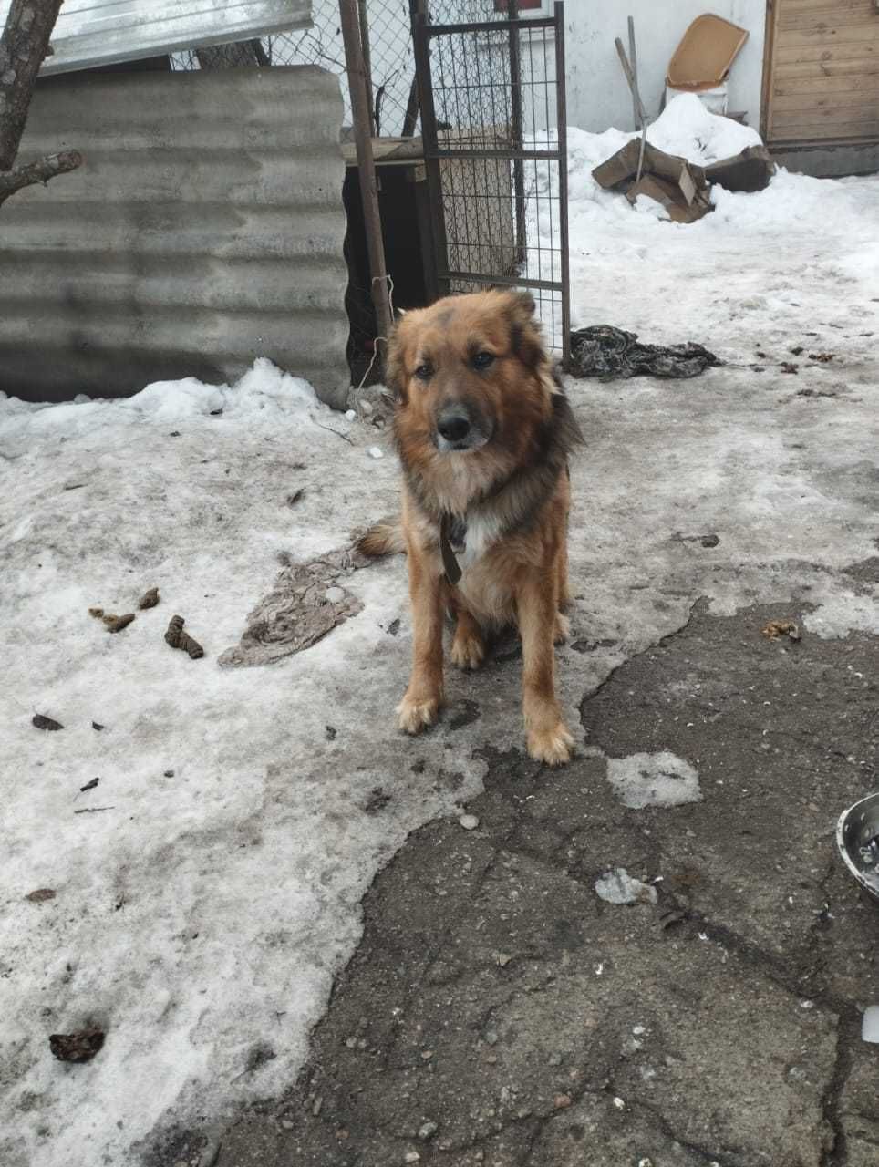 Потерялся собакин.