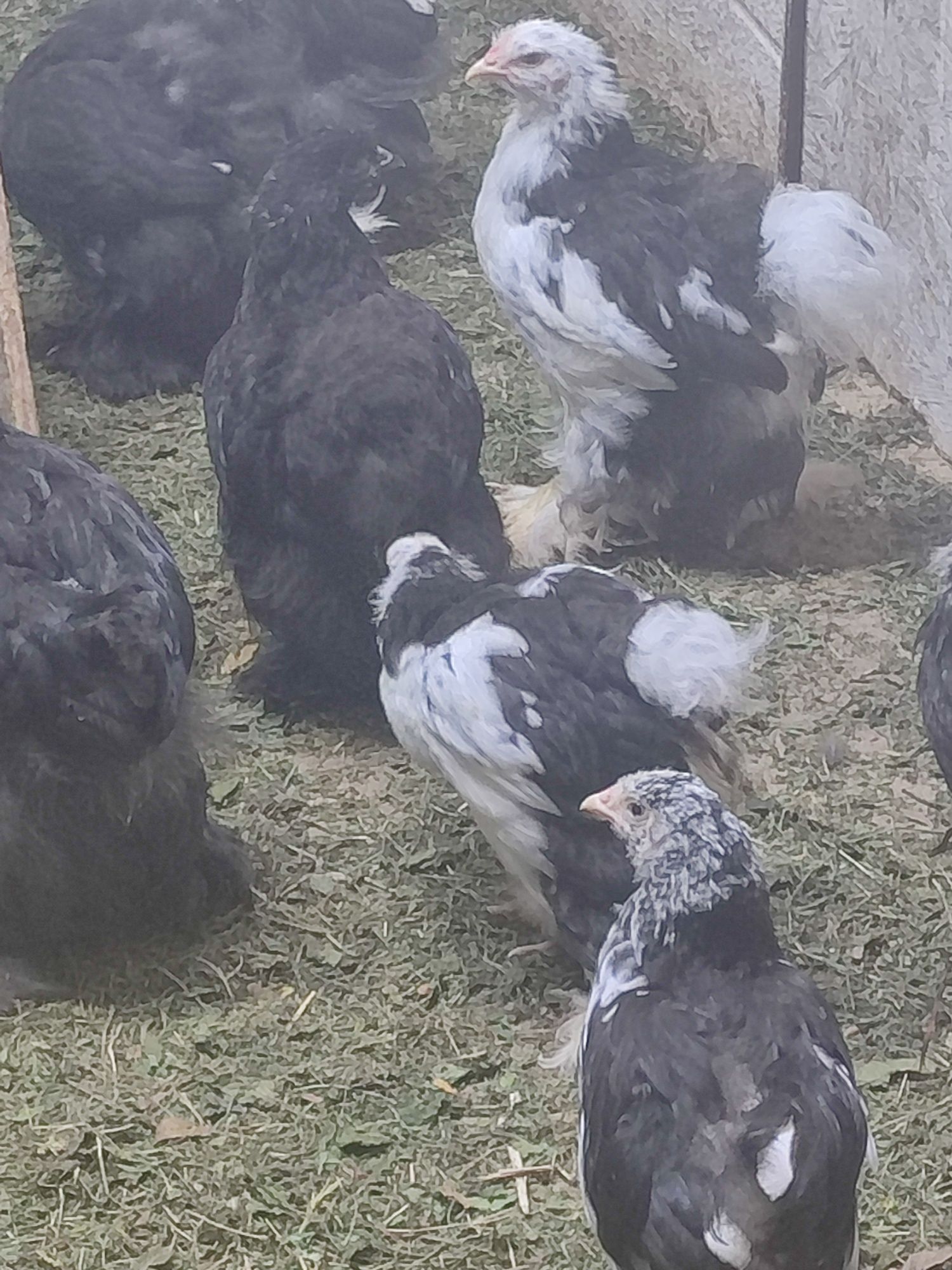 Продам Кох молодежь