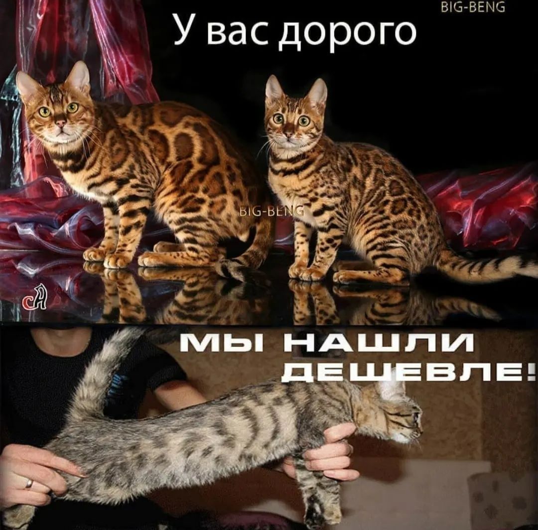 Бенгальская кошка шоу класса у вас дома!