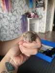 Продам молышей крысят ручных