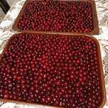 Вишня садовая.Домашняя, крупная, сладкая.