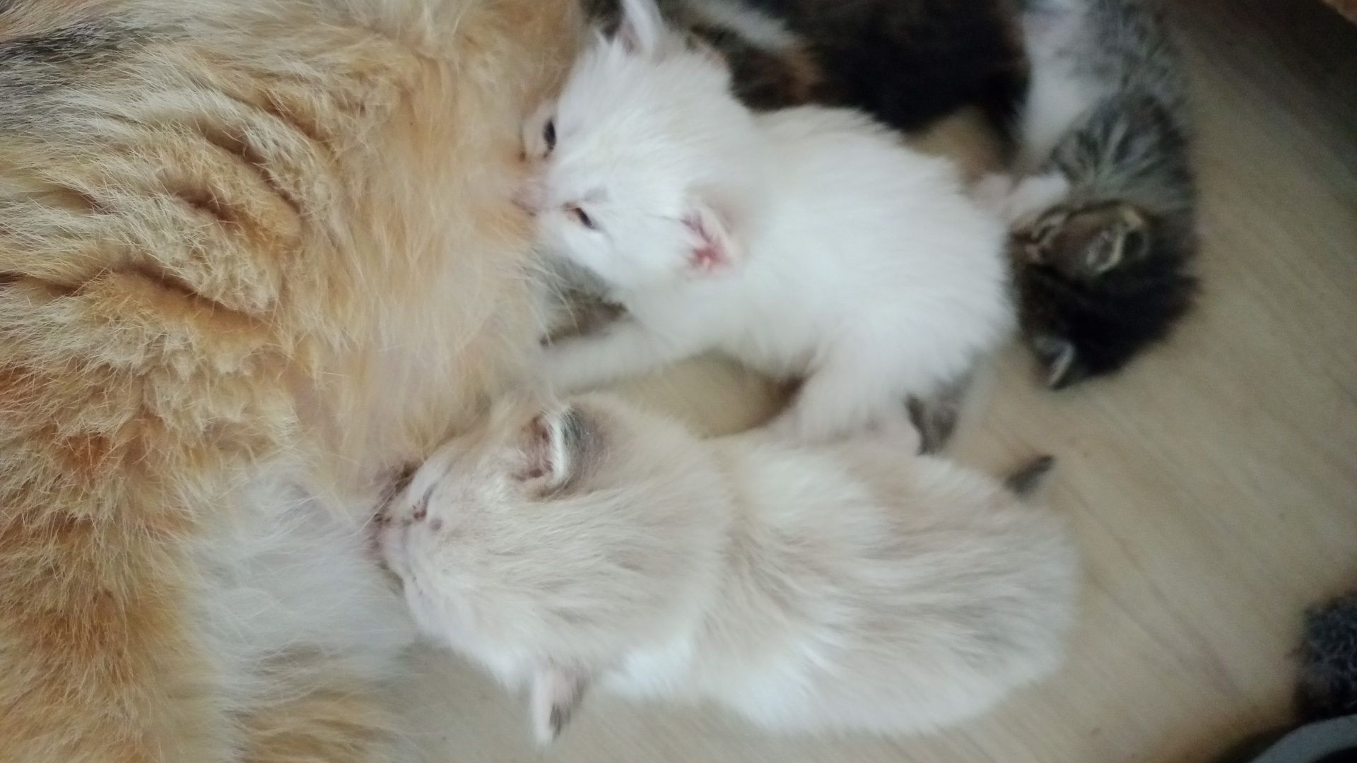 Котята умной кошки