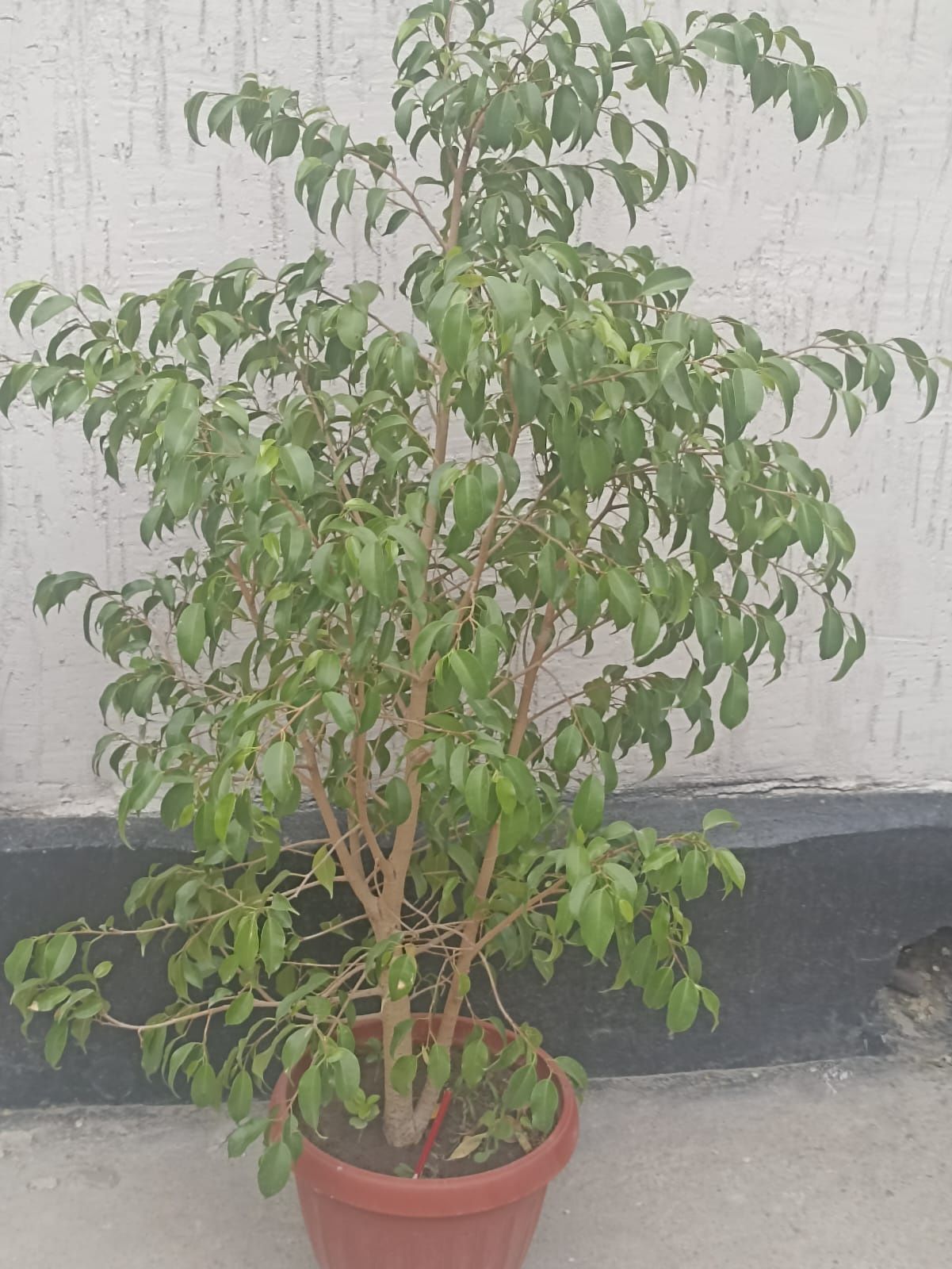 Продам фикус бенджамина