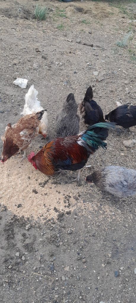Продаю домашних курочек