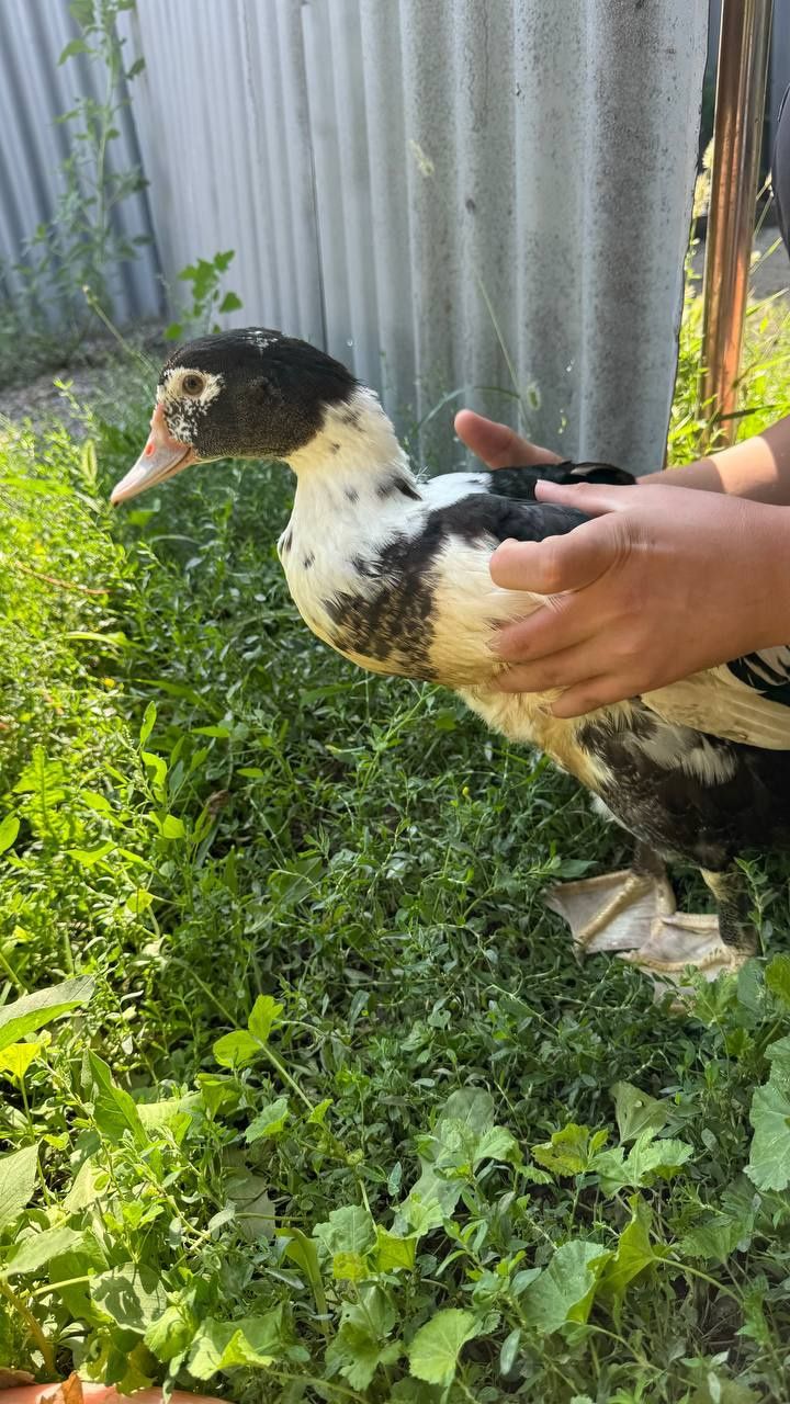 Продам утка срочно!2шт