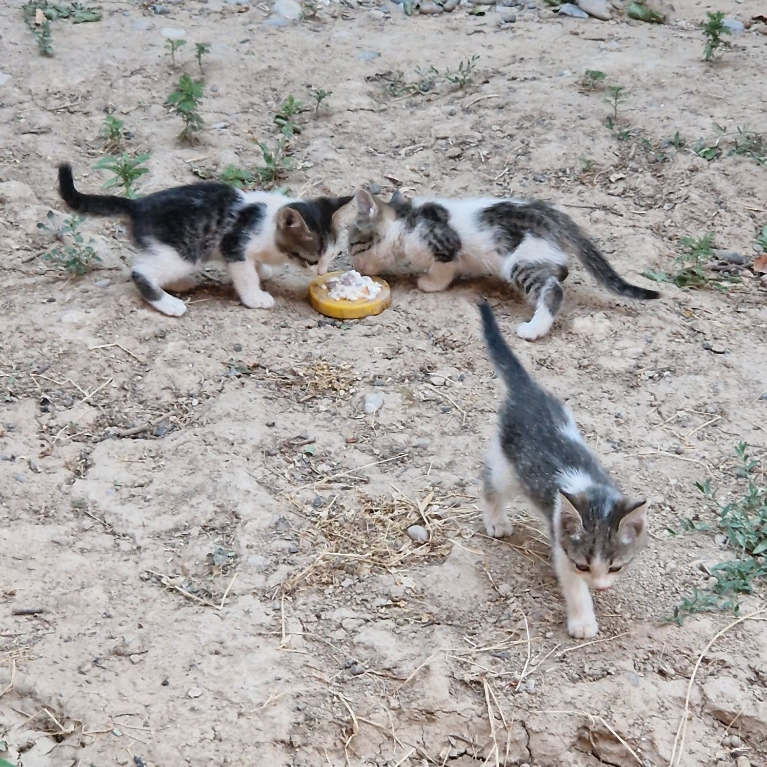 Мысық және оның балдары. Кошка-Котята