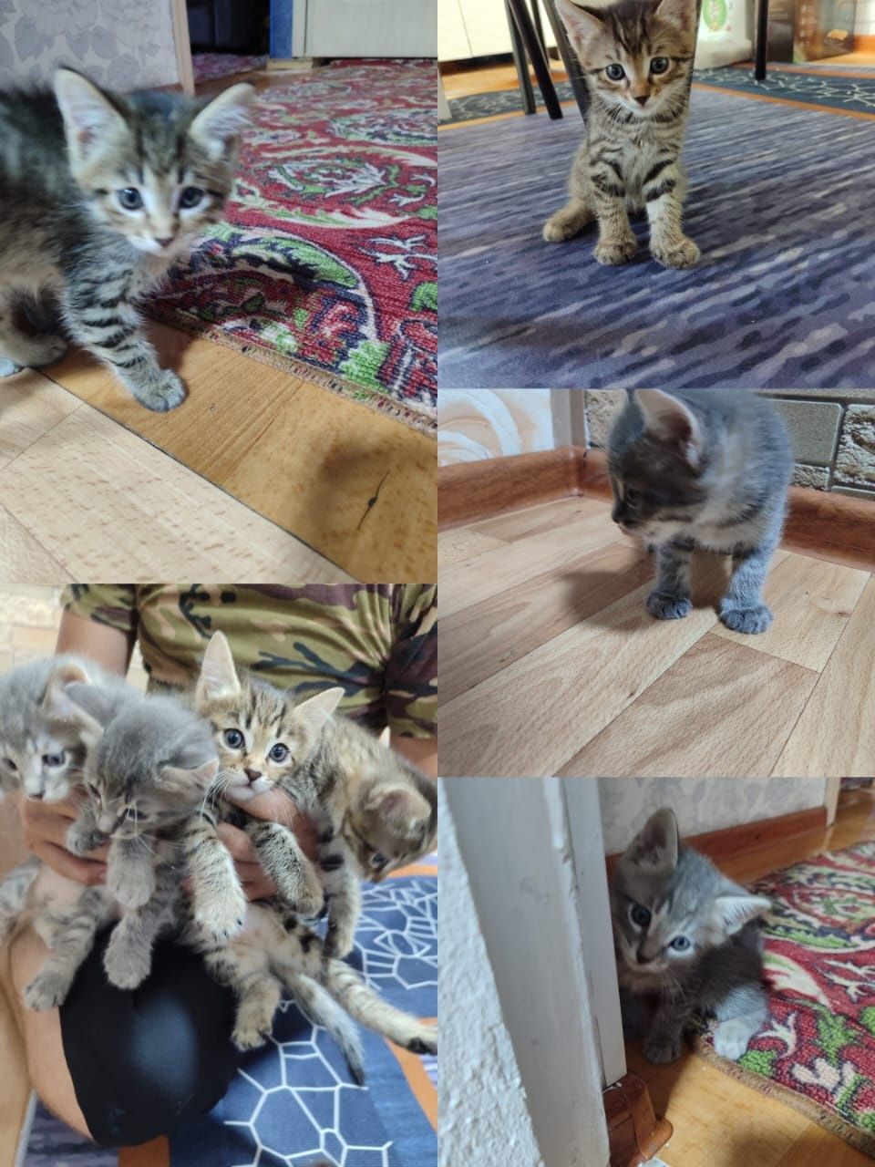 Отдам котят в добрые руки