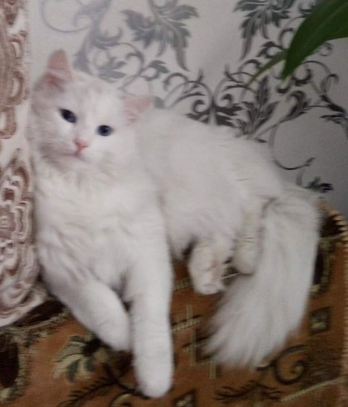 Отдам в добрые ручки