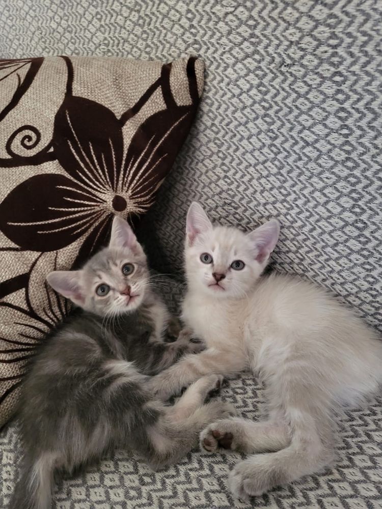 Отдам котят бесплатно