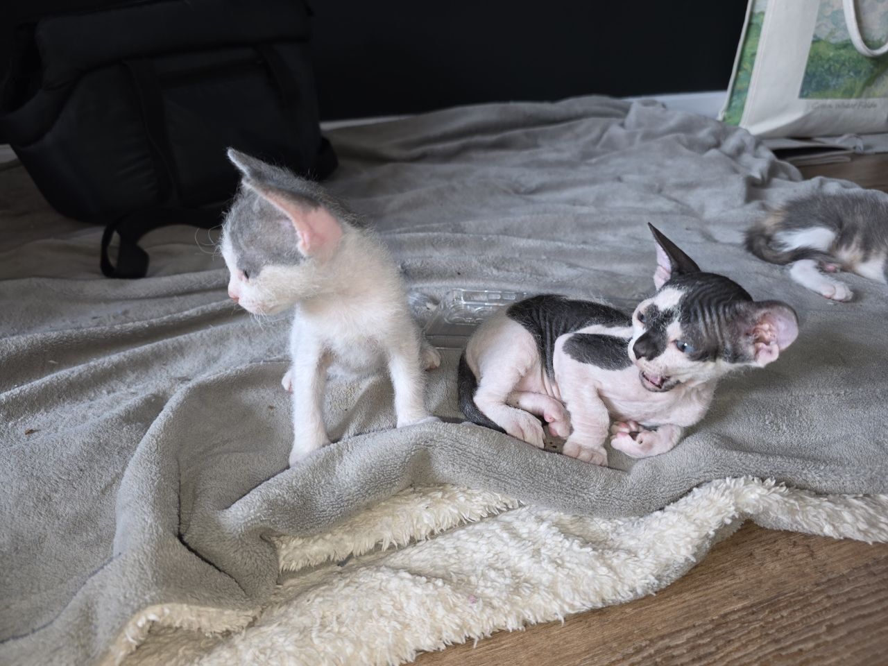 Котята сфинксы брашики