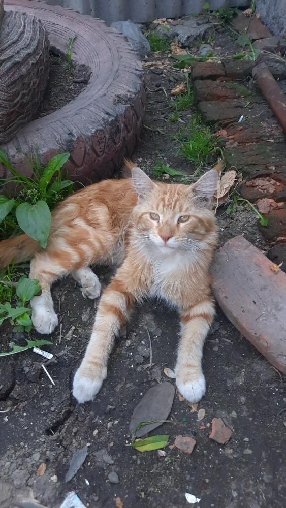 Отдам котят помесь Мей Кун и бенгала 1 мес.