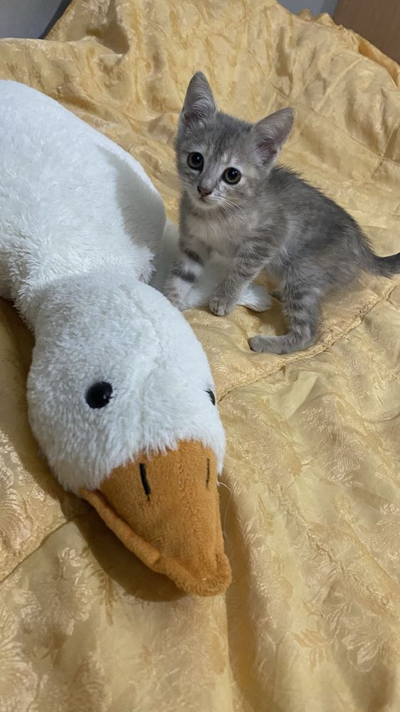 Отдам котят в добрые руки