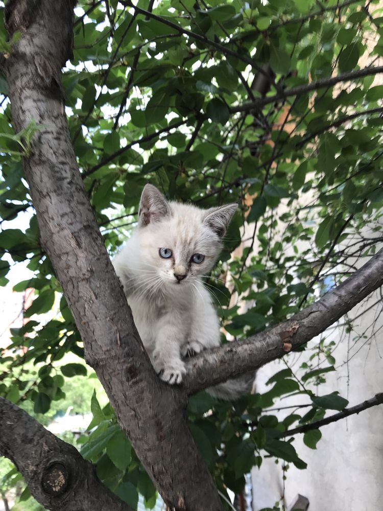 :) Сиамские котята