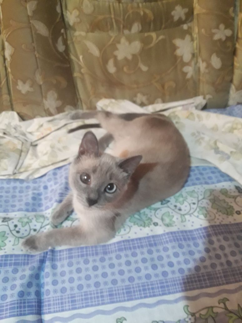 дПродам  котят в хорошие руки