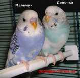 Волнистые попугаи