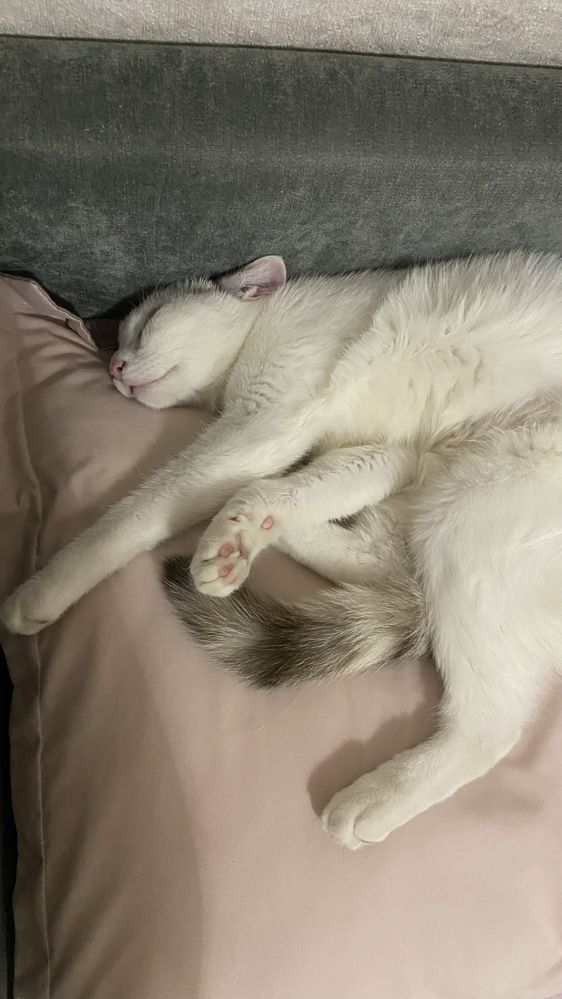 Кошка в хорошие руки