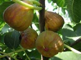 Продам инжир укоренённый чёрная мадера, десерт кинг, лардаро, панаше.
