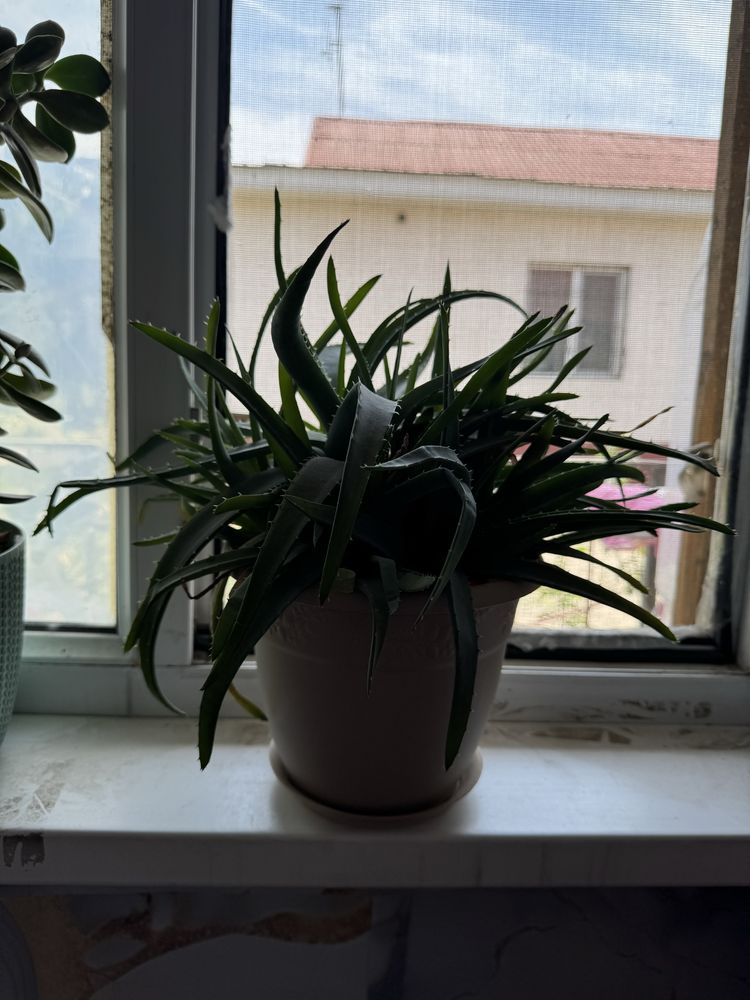 Цветок Алое Вера