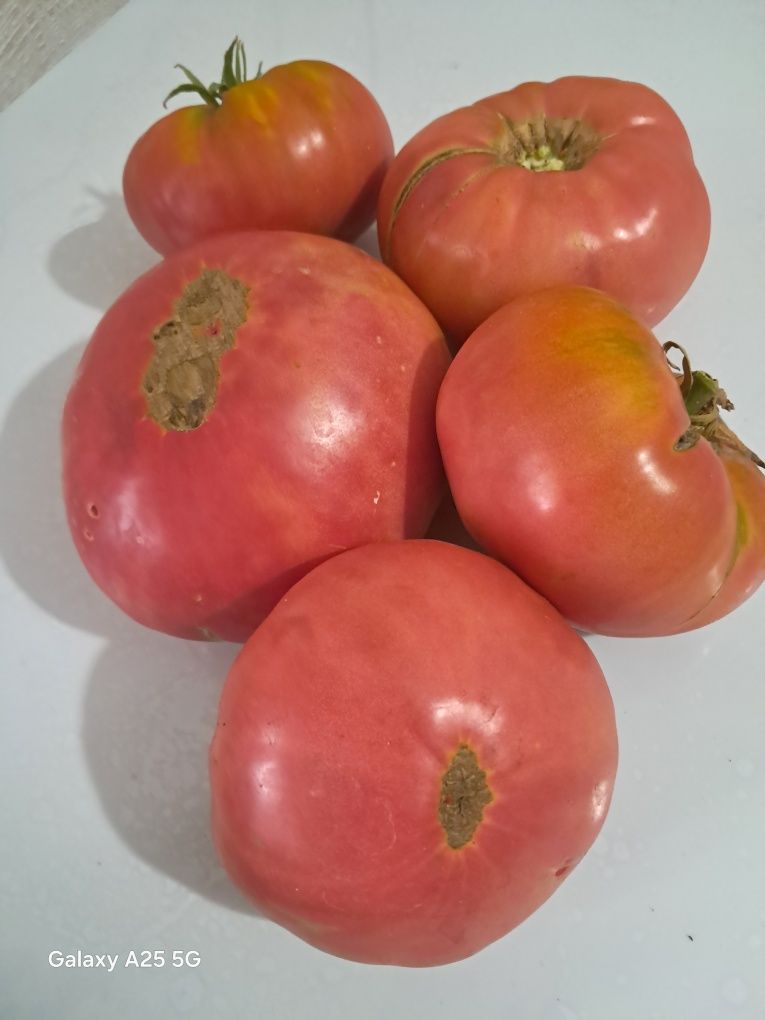 Продам домашние помидоры