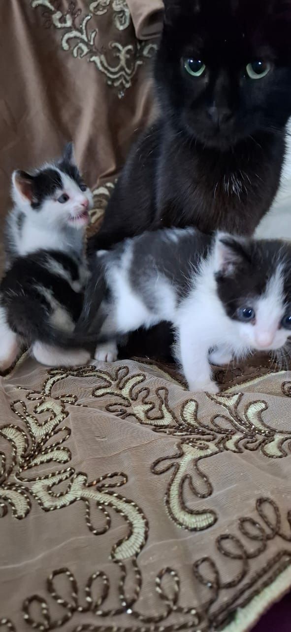 Котята ищут дом и добрых друзей