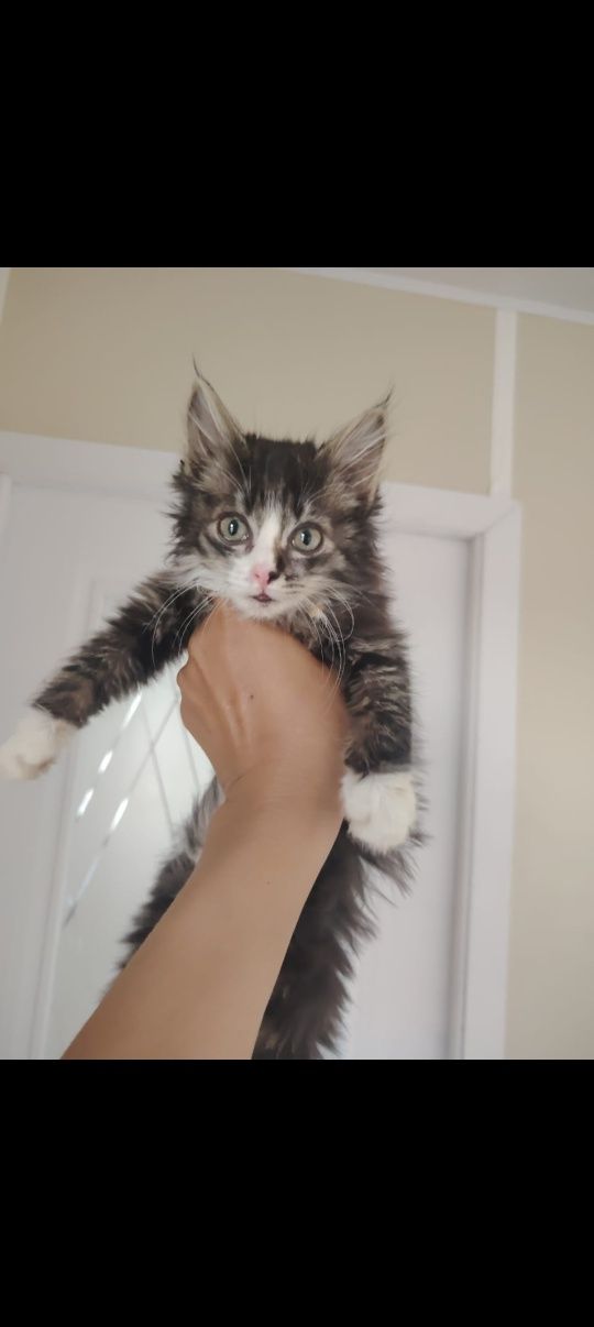 Котята, мальчики и девочки в любящую семью