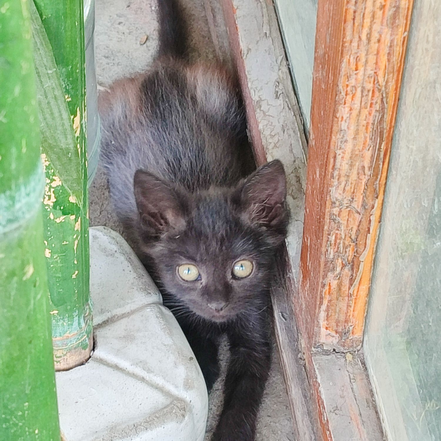 Породистые котята бесплатно!!!
