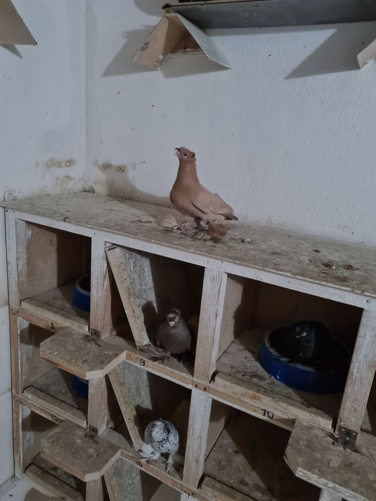 Голуби на продажу