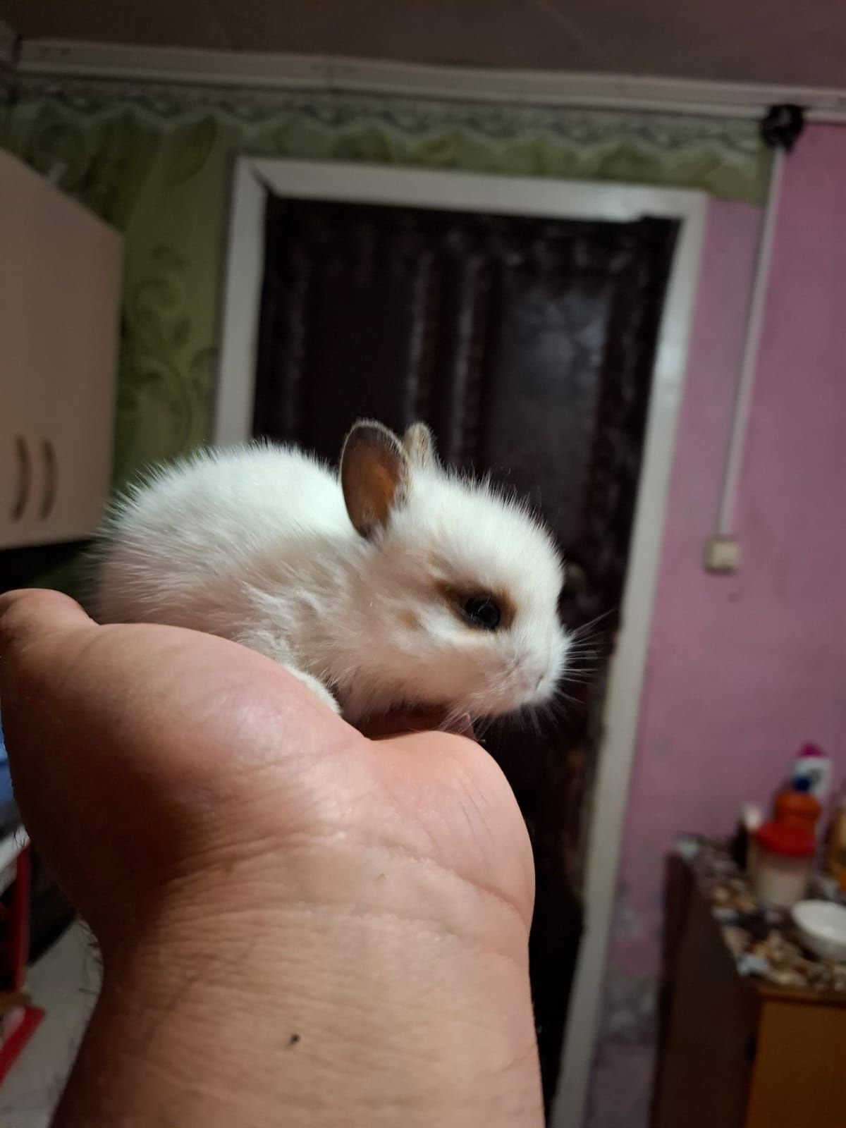 Продам декоративного кролика возможно доставка