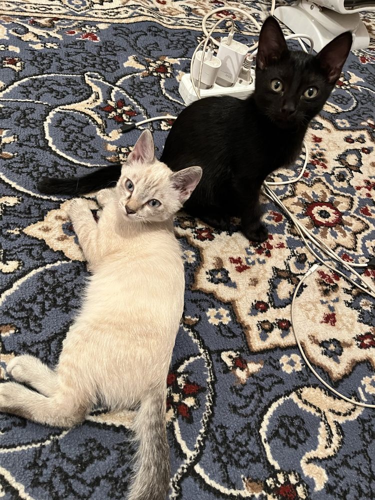 Отдам котяты бесплатно