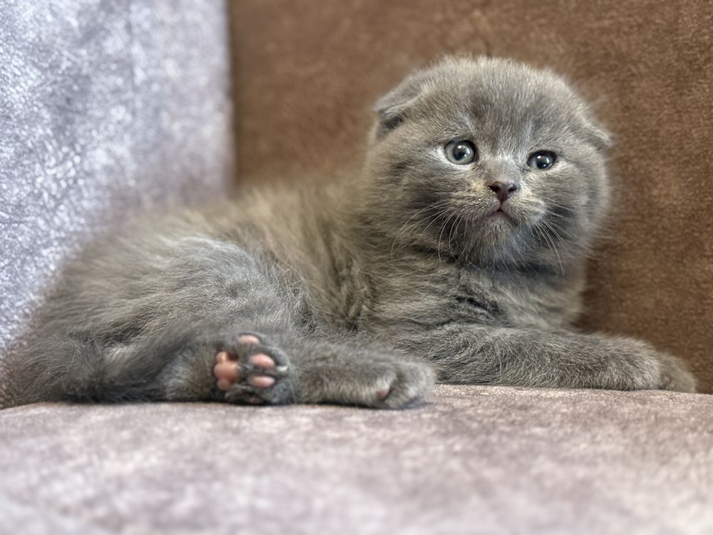 Котята Скоттиш фолд