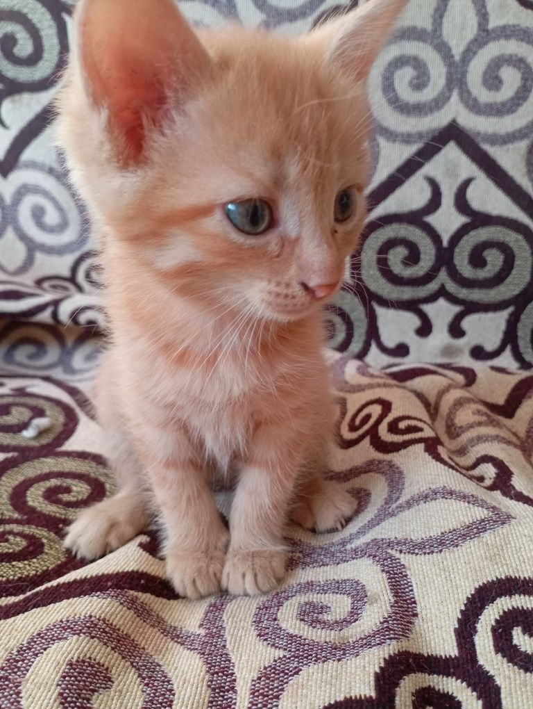 отдаю рыженьких котят