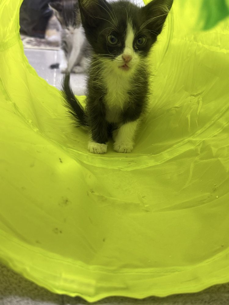 Котята, 2,5 месяца