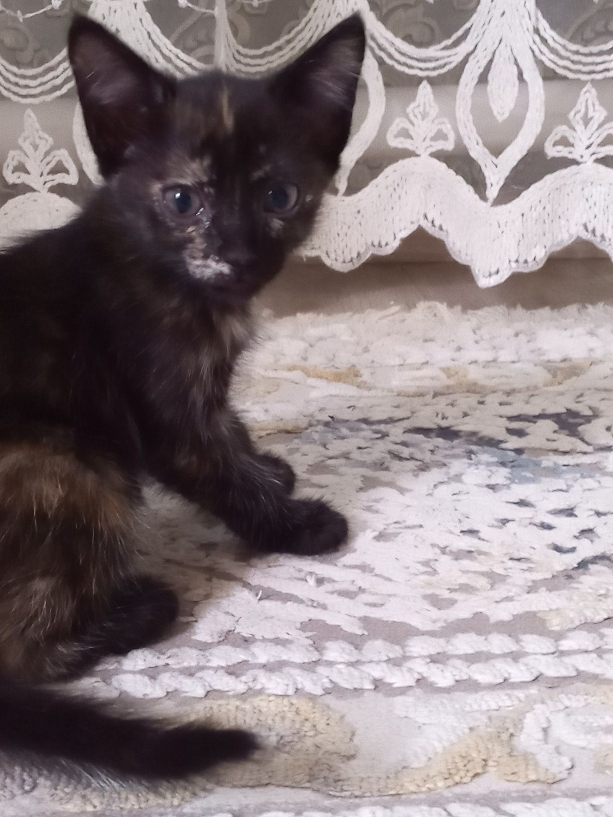 Отдам в добрые руки