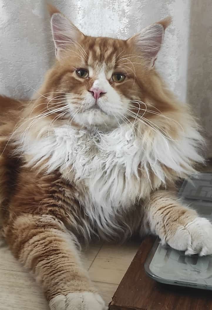 Котенок кошечка породы Мейн Кун