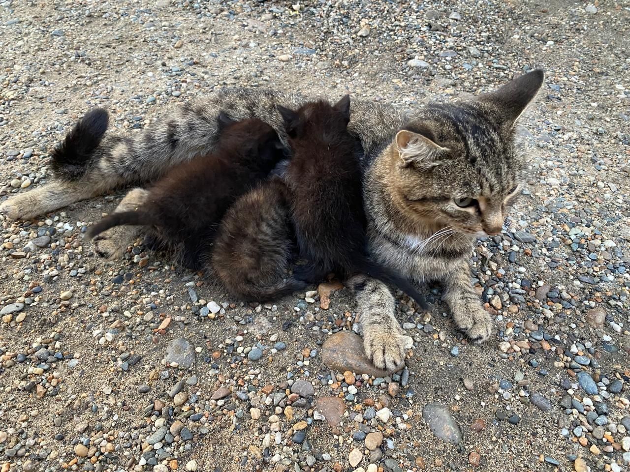 Котята. Мама-кошка. Кот