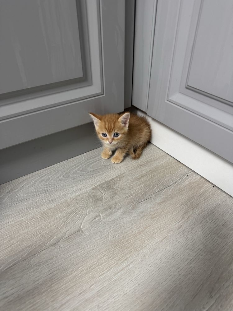 Пррдам котенка мальчик шотланский скоттиш