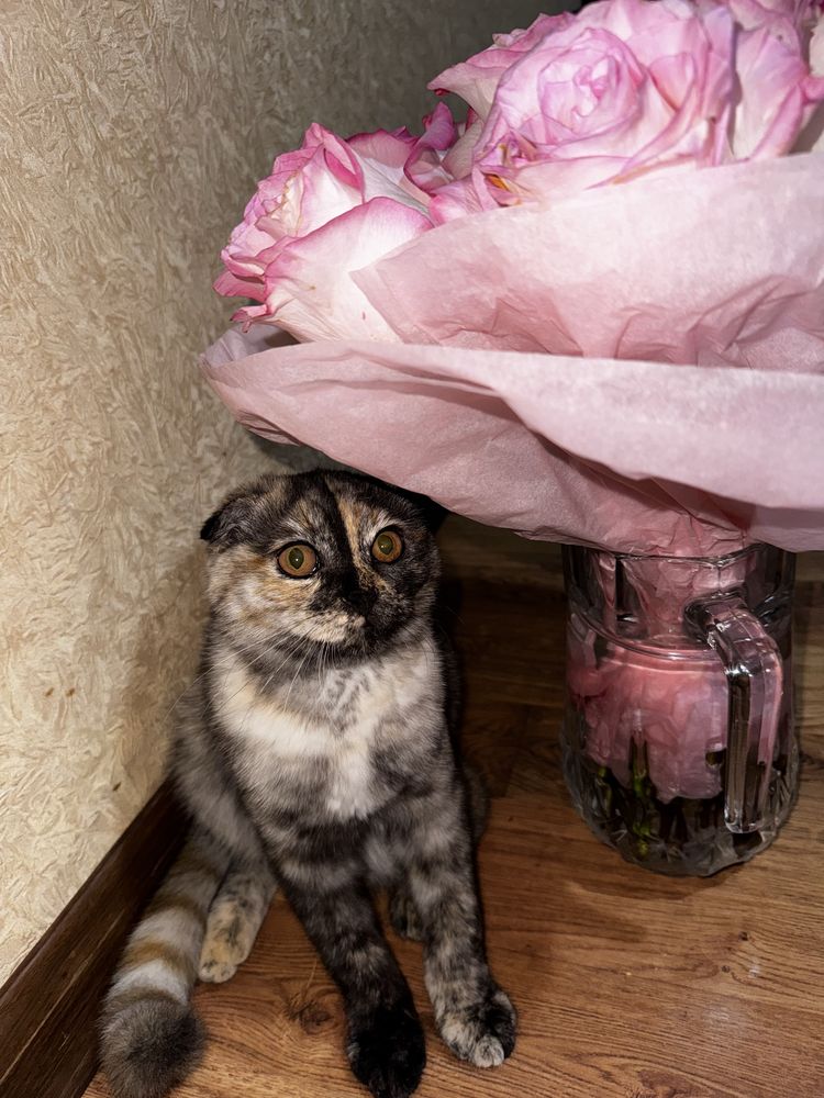 Скотишфолд по имени Стефа