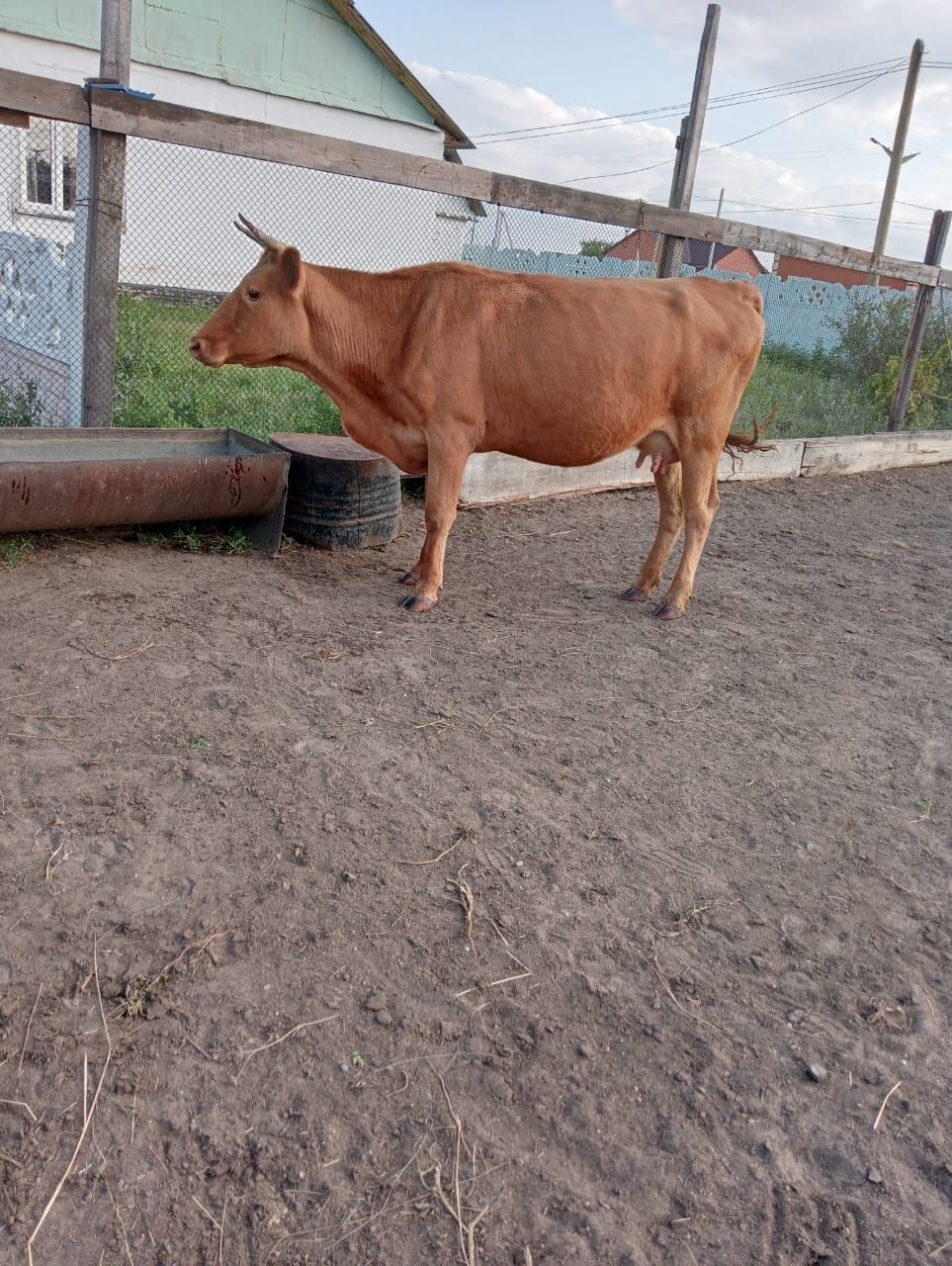 Продам    корову