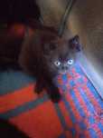 Отдам котяток в добрые руки