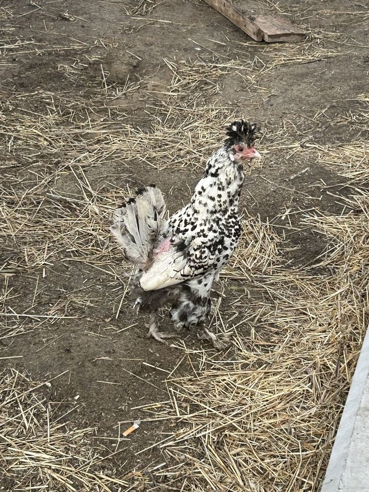Продам куриное инкубационное яйцо. Оплод хороший, проверено!,