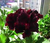 Пеларгония  Королевская Dark Red/молодое растение
