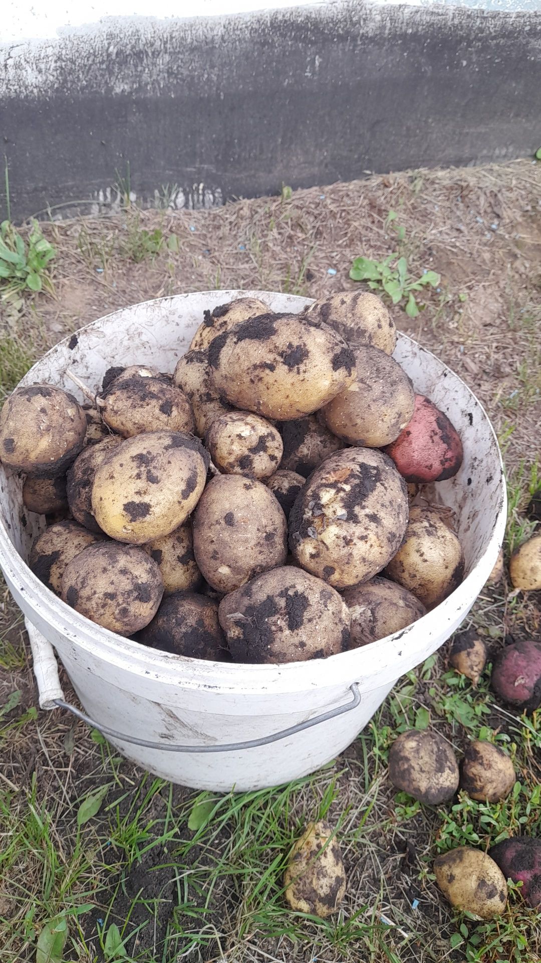 Продам картошку свежие