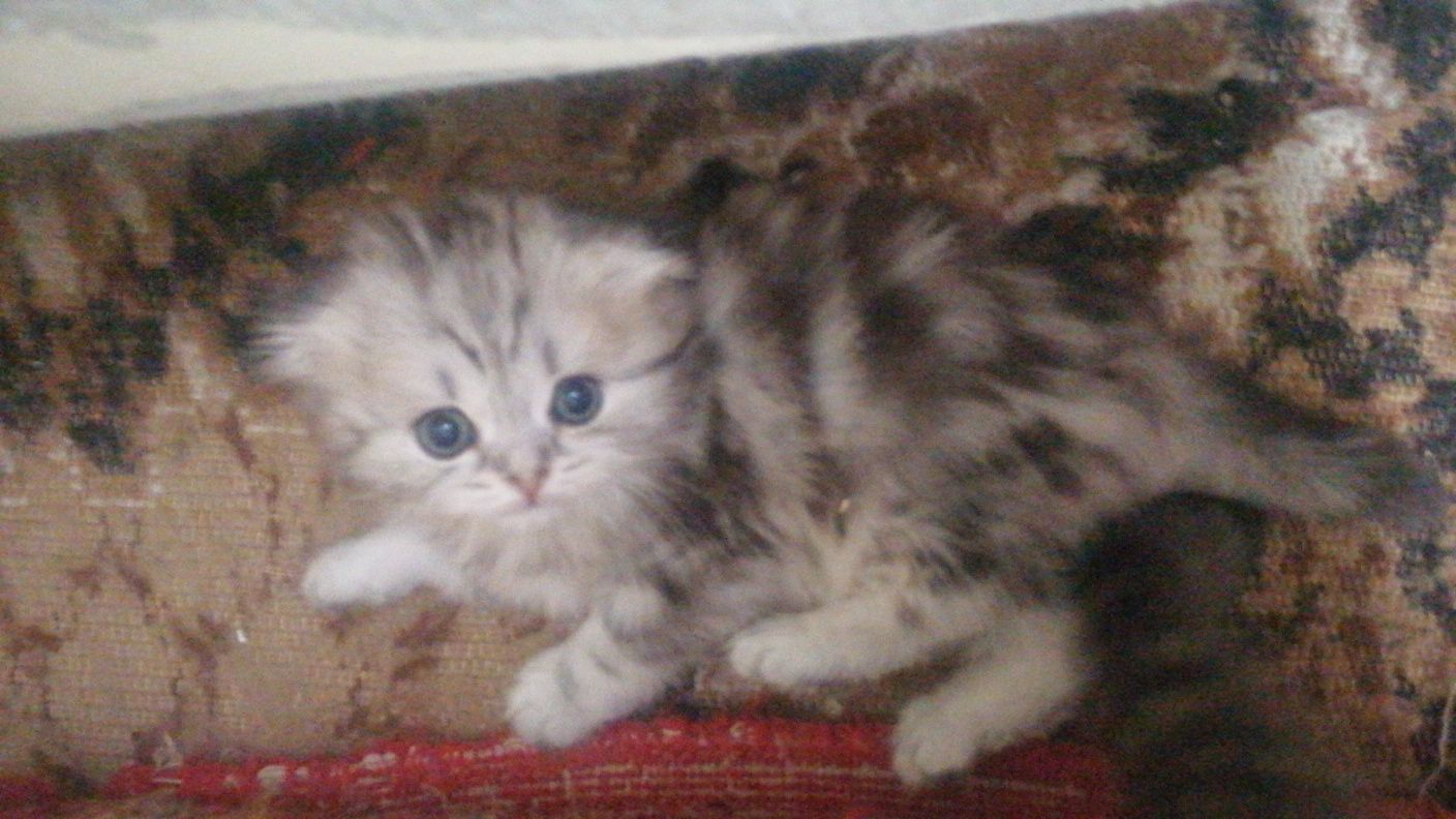 Шотландские котики и кошечки