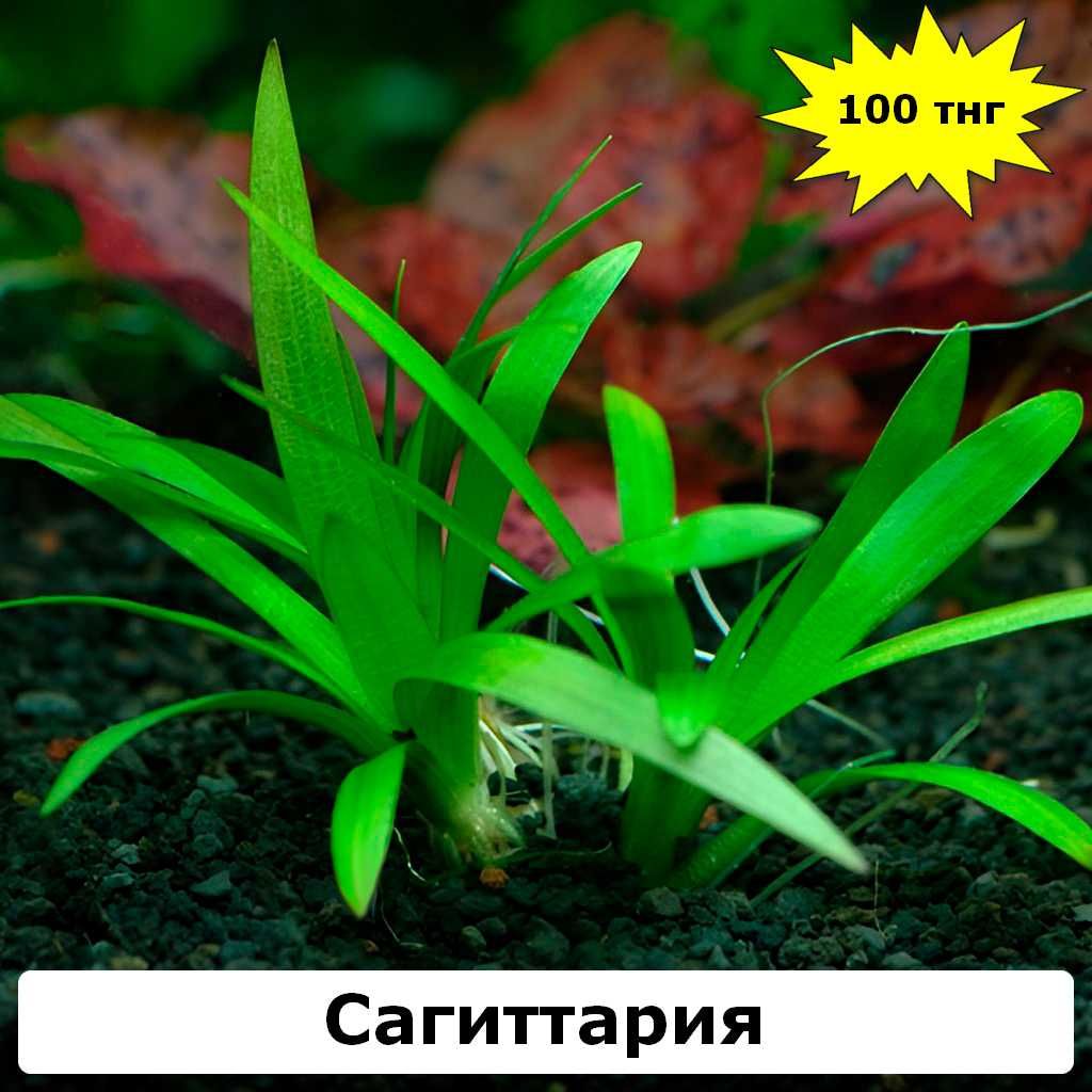 Сагиттария (Стрелолист)