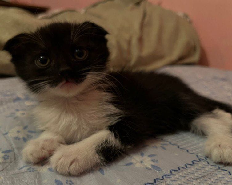 Котенок девочка, пародистая вислоухая, ласковая и пушистая, срочно