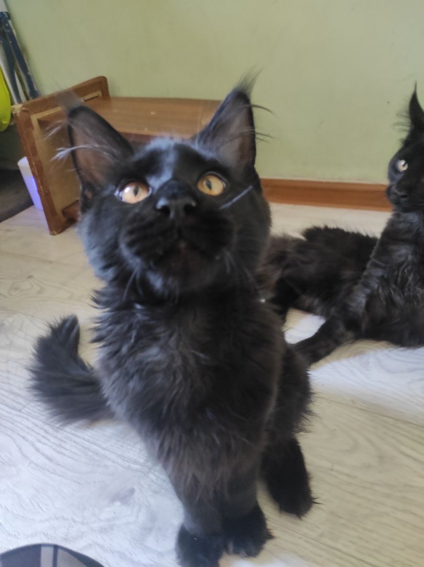 Котята мейн кун мальчики