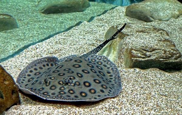 Аквариумный скат моторо