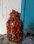 продам клубника дачная