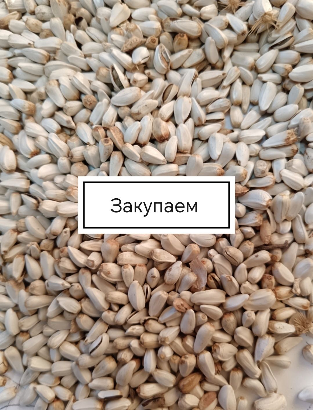 Закупаем чечевицу Красную, Зелёную, Сафлор, Пшеницу и Ячмень!