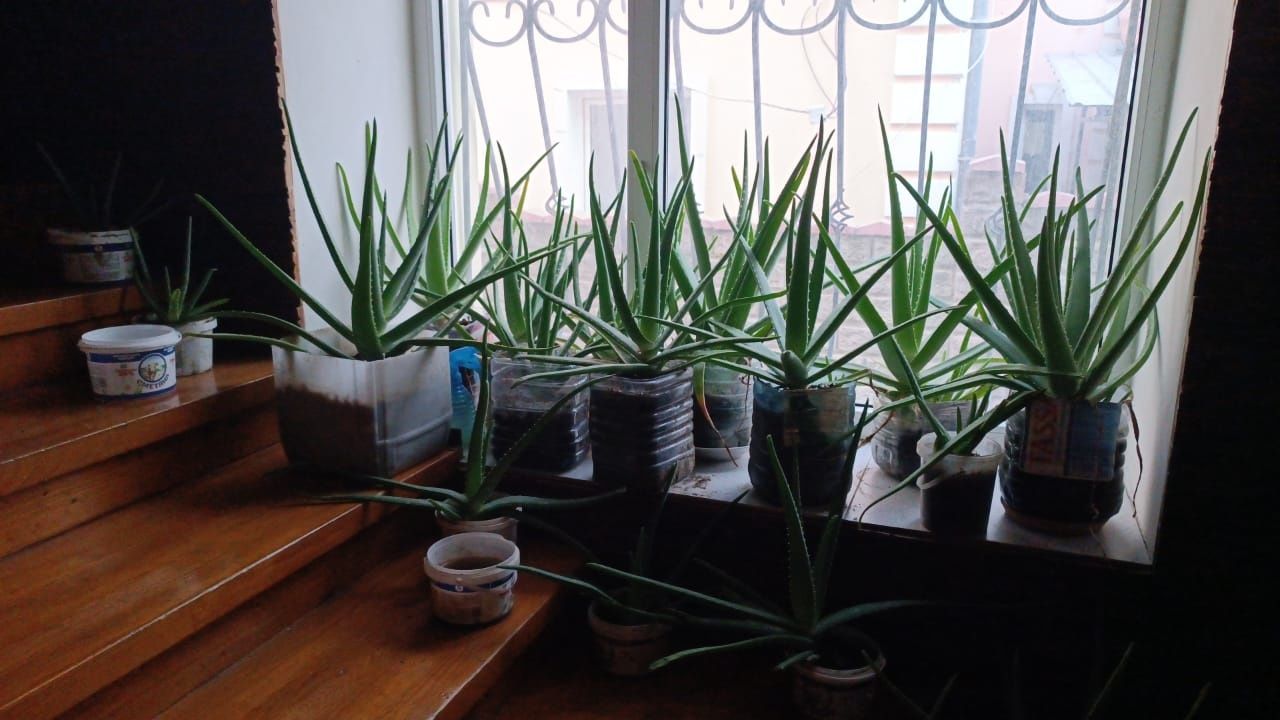 Алоэ вера Лечебное многолетнее